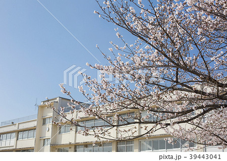 桜と校舎 39443041