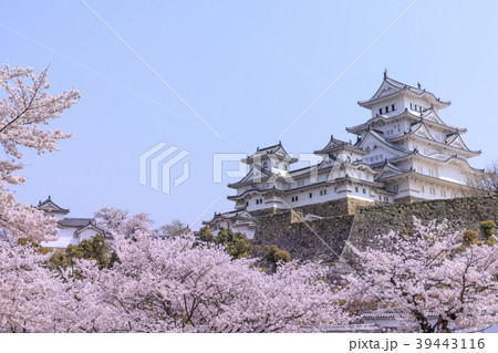姫路城　桜 39443116