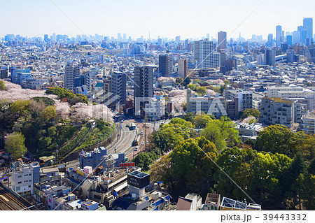 飛鳥山の満開のソメイヨシノとサンシャインシテイー 39443332