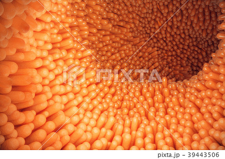 3D illustration close-up Intestinal villi 39443506
