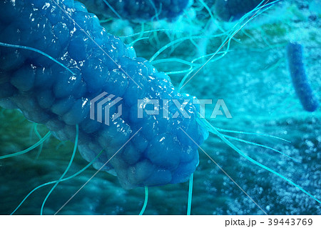 Enterobacterias Gram negativas Proteobacteria 39443769