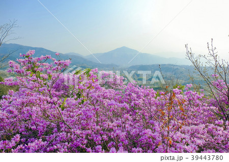 ミツバツツジと武甲山 39443780