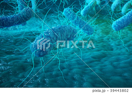 Enterobacterias Gram negativas Proteobacteria 39443802