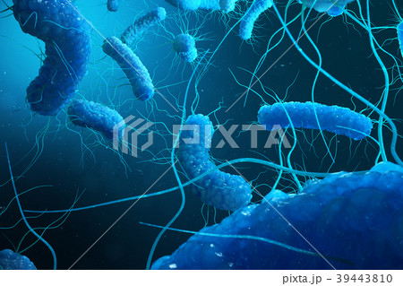 Enterobacterias Gram negativas Proteobacteria 39443810