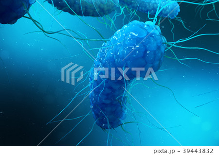 Enterobacterias Gram negativas Proteobacteria 39443832