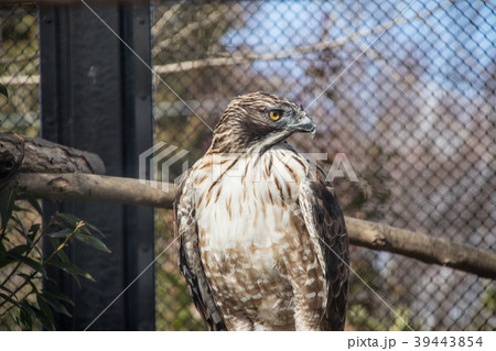 クマタカ 39443854