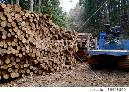 間伐林 39443860