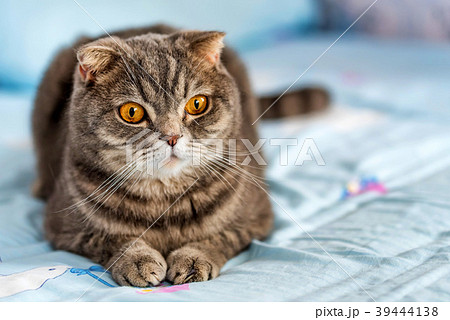 Grey British Shorthair cat portrait 39444138
