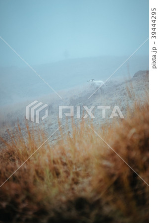 Mountain goat in the foggy meadow. Mysterious high 39444295