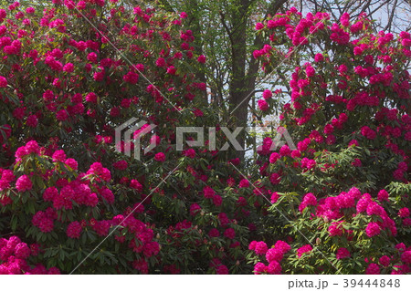 石楠花の谷 39444848