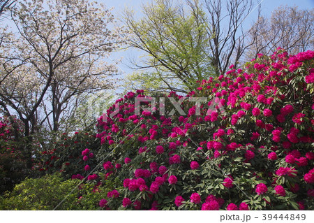 石楠花が咲いた森 39444849