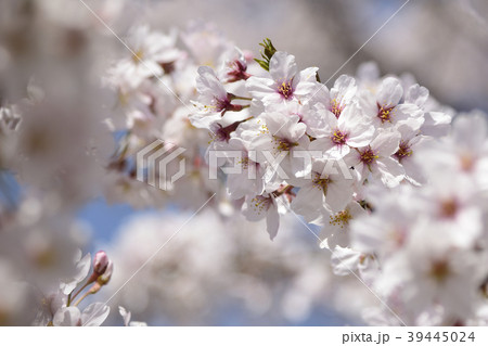 満開の桜、横須賀塚山公園 満開の桜、横須賀塚山公園 39445024