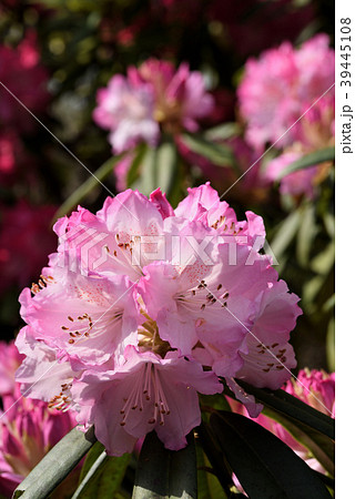 シャクナゲ（（太陽X赤星）X太陽） 39445108