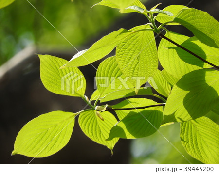 新緑　若葉 39445200
