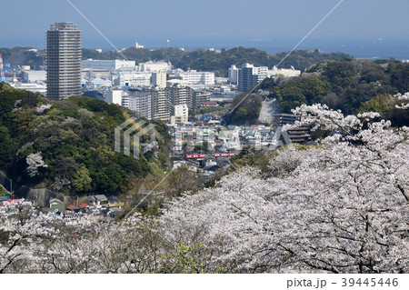 横須賀市塚山公園の桜と横須賀市街 39445446