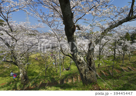 横須賀市塚山公園の桜と花見客 横須賀市塚山公園の桜と花見客 39445447