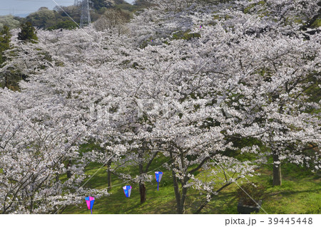 横須賀市塚山公園 満開の桜の写真素材