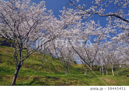 横須賀市塚山公園の桜の写真素材