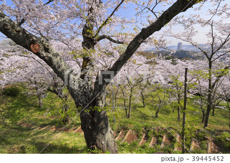 横須賀市塚山公園の桜 39445452