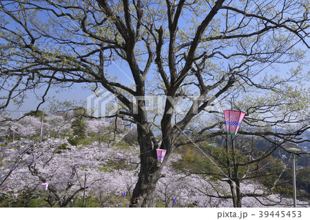 横須賀市塚山公園の桜 39445453
