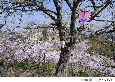 横須賀市塚山公園の桜の写真素材