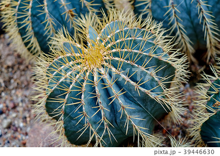Round shaped cactus. Round shaped cactus. 39446630