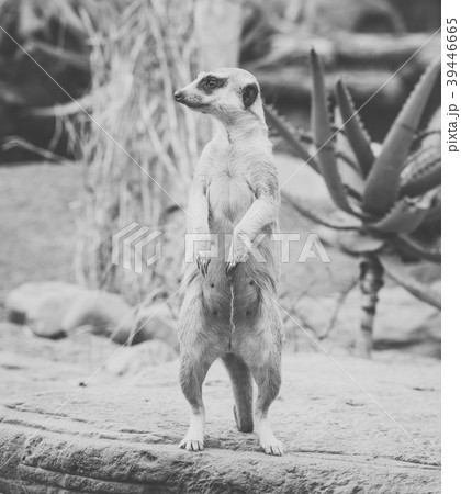 One meerkat looking around. One meerkat looking around. 39446665