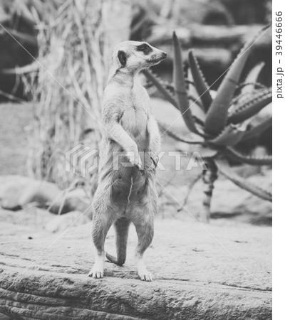 One meerkat looking around. One meerkat looking around. 39446666
