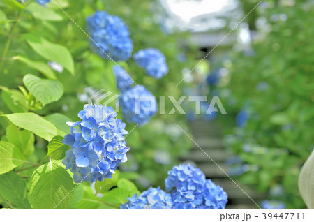 紫陽花 アジサイ 仙台市 資福寺の写真素材
