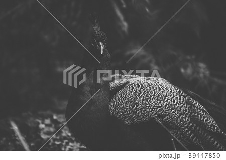 Beautiful peacock outdoors in the daytime. 39447850