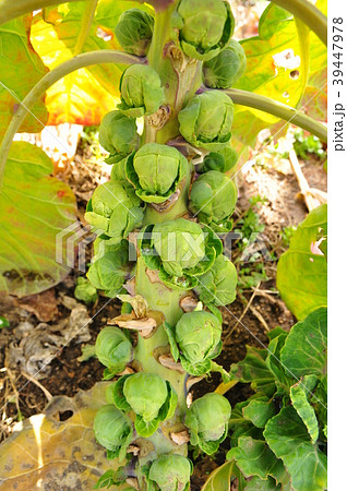 芽キャベツ 芽キャベツ 39447978