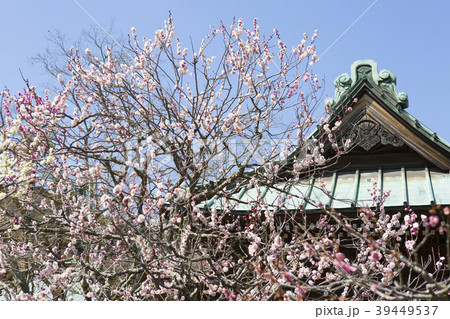 海蔵寺の梅 海蔵寺の梅 39449537