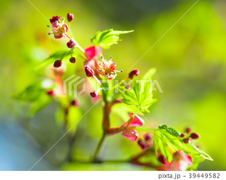 イロハモミジの若葉と花の写真素材