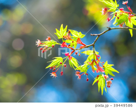 イロハモミジの若葉と花の写真素材