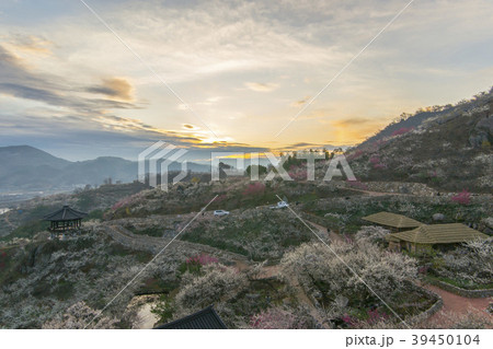 梅 花 風景 39450104