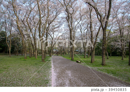 ソメイヨシノ59 39450835