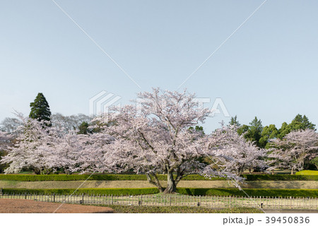 ソメイヨシノ60 ソメイヨシノ60 39450836