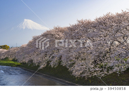 富士市の龍巌淵の桜並木と富士山 39450858