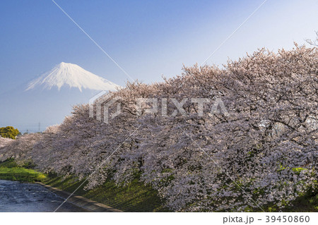 富士市の龍巌淵の桜並木と富士山 39450860