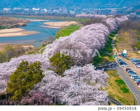 八幡の背割り堤の桜 八幡の背割り堤の桜 39450918