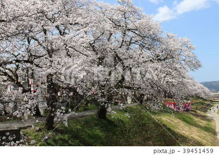 足羽川の桜 足羽川の桜 39451459