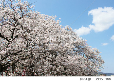 足羽川の桜 足羽川の桜 39451460