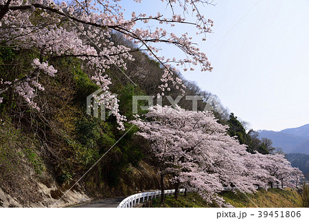 川西市　一庫ダム周辺の桜 39451806