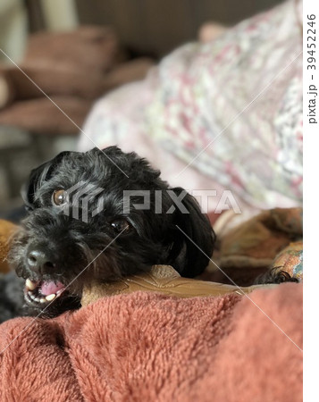 歯が強い犬 歯が強い犬 39452246