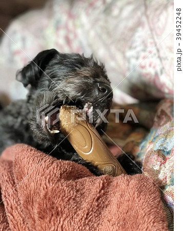 歯が強い犬 歯が強い犬 39452248