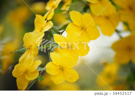 ヤマブキ ヤマブキ 39452517