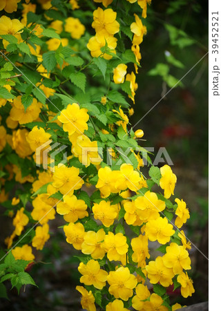 ヤマブキ ヤマブキ 39452521