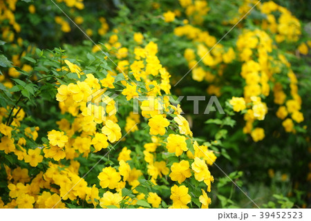 ヤマブキ ヤマブキ 39452523