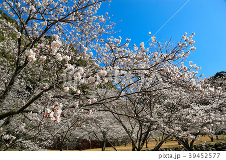 玉井御殿 39452577