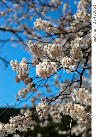 玉井御殿 39452603